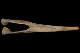 9.1" Hadrosaur Chevron Bone - Alberta (Disposition #000028-29) - #129790-2